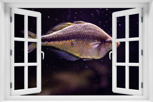 Fototapeta Naklejka Na Ścianę Okno 3D - fish isolated on black background with  silt speckles