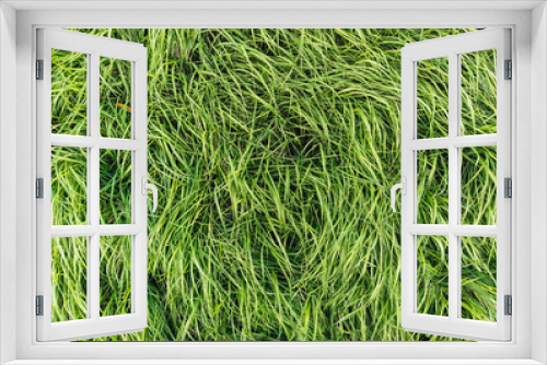 Fototapeta Naklejka Na Ścianę Okno 3D - The texture of long, tall green grass, close-up, wet with dew. Photography, copy space