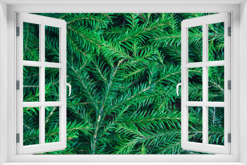 Fototapeta Naklejka Na Ścianę Okno 3D - Background texture of Christmas tree branches