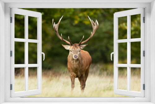 Fototapeta Naklejka Na Ścianę Okno 3D - Red Deer stag standing in grass in autumn