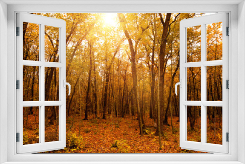 Fototapeta Naklejka Na Ścianę Okno 3D - Beautiful landscape  Autumn Forest with sun lights.