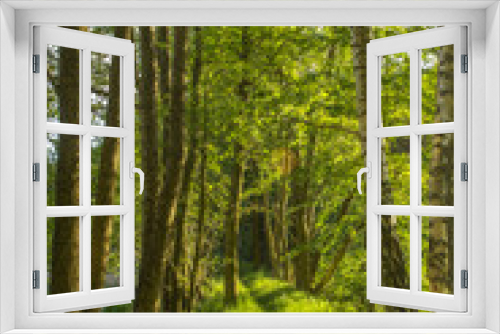 Fototapeta Naklejka Na Ścianę Okno 3D - Beautiful forest in spring with bright sunlight. Forest deciduous trees. Natural green landscape.Footpath through fresh green nature.Walking outdoors active healthy lifestyle.