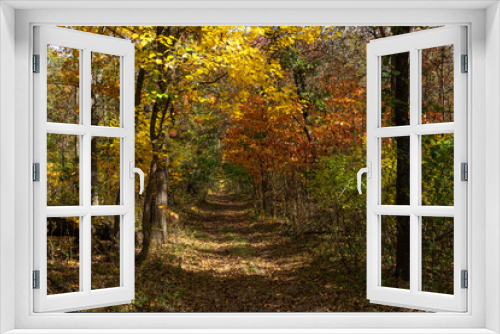 Fototapeta Naklejka Na Ścianę Okno 3D - Beautiful and vibrant fall/autumn colors in the forest.  Sand Ridge State Forest, Illinois, USA.