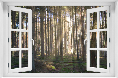 Fototapeta Naklejka Na Ścianę Okno 3D - Sonne scheint durch Herbstwald