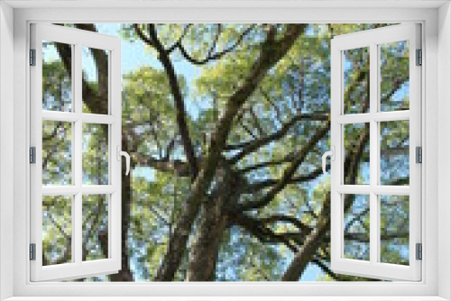 Fototapeta Naklejka Na Ścianę Okno 3D - 大木を下から見上げる