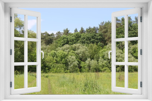 Fototapeta Naklejka Na Ścianę Okno 3D - 
A country road runs along the edge of a meadow near trees