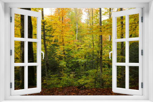 Fototapeta Naklejka Na Ścianę Okno 3D - Autumn in the beech forest.