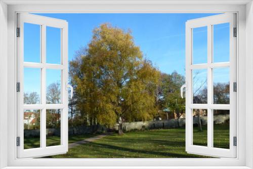 Fototapeta Naklejka Na Ścianę Okno 3D - Birke im Herbst