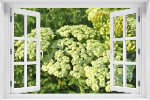 Fototapeta Naklejka Na Ścianę Okno 3D - Yarrow (Achillea crithmifolia) in bloom