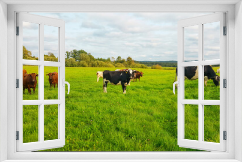 Fototapeta Naklejka Na Ścianę Okno 3D - View of grazing cows on the meadow under cloudy sky. Agriculture and livestock concept