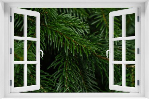 Fototapeta Naklejka Na Ścianę Okno 3D - green spruce branches on the tree