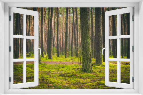 Fototapeta Naklejka Na Ścianę Okno 3D - jesień w lesie