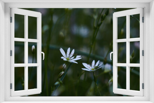 Fototapeta Naklejka Na Ścianę Okno 3D - wild flowers