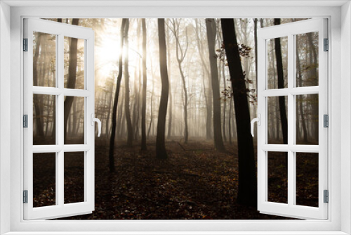 Fototapeta Naklejka Na Ścianę Okno 3D - Misty forest in November morning