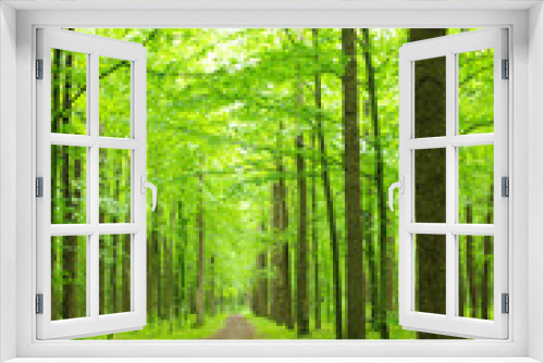 Fototapeta Naklejka Na Ścianę Okno 3D - green forest