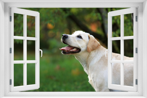 Fototapeta Naklejka Na Ścianę Okno 3D - Pies Labrador