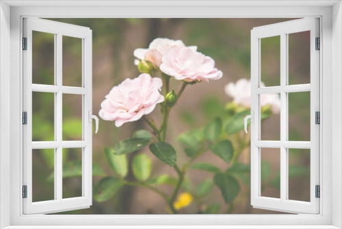 Fototapeta Naklejka Na Ścianę Okno 3D - beautiful pink rose flower blossom in the garden on green background