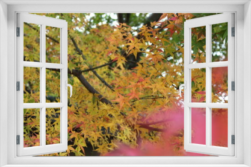 Fototapeta Naklejka Na Ścianę Okno 3D - 日本の秋の風景　紅葉狩り
