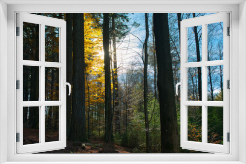 Fototapeta Naklejka Na Ścianę Okno 3D - bunter Herbstwald in der Ortenau nahe Schmieheim