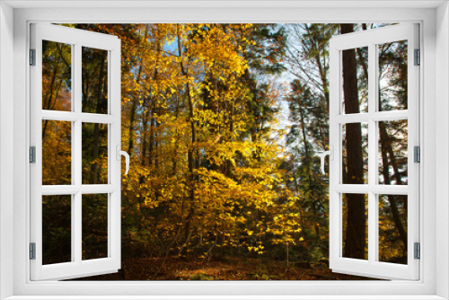 Fototapeta Naklejka Na Ścianę Okno 3D - bunter Herbstwald in der Ortenau nahe Schmieheim