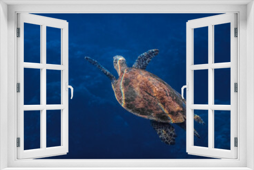 Fototapeta Naklejka Na Ścianę Okno 3D - hawksbill turtle swims while diving to the surface