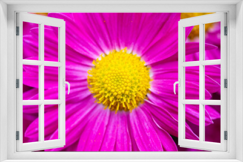 Fototapeta Naklejka Na Ścianę Okno 3D - Autumn colorful Chrysanthemums in the garden