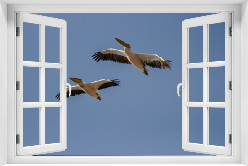 Fototapeta Naklejka Na Ścianę Okno 3D - flying pelicans in a group and single