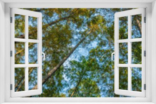 Fototapeta Naklejka Na Ścianę Okno 3D - Low angle view of a metasequoia forest.