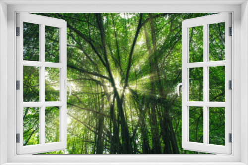 Fototapeta Naklejka Na Ścianę Okno 3D - Sun rays of light through green tree