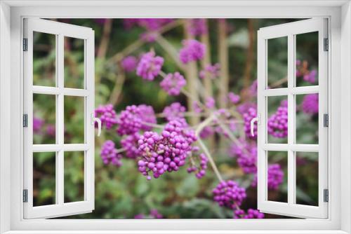 Fototapeta Naklejka Na Ścianę Okno 3D - Callicarpa bodinieri,  purple 'Imperial Pearl'  in bloom