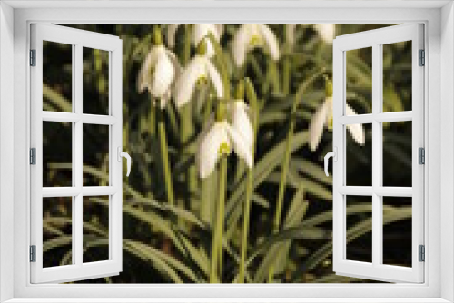 Fototapeta Naklejka Na Ścianę Okno 3D - lily of the valley in spring