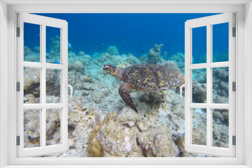 Fototapeta Naklejka Na Ścianę Okno 3D - Green turtle