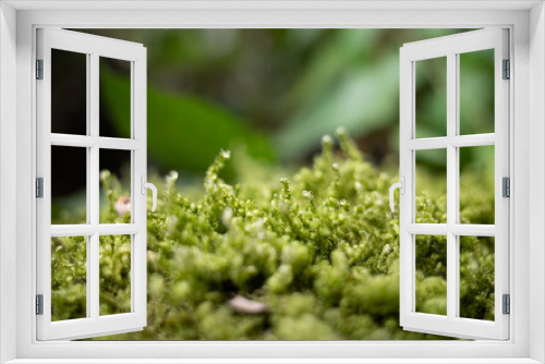 Fototapeta Naklejka Na Ścianę Okno 3D - green moss on the ground