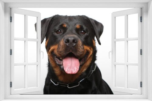 Fototapeta Naklejka Na Ścianę Okno 3D - Rottweiler vor weißem Hintergrund