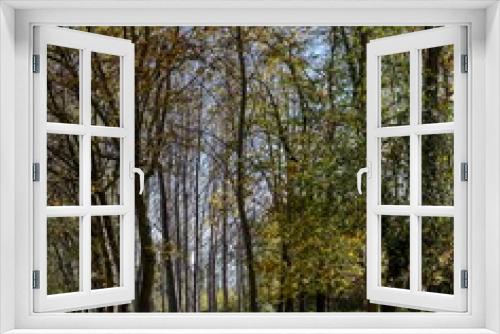 Fototapeta Naklejka Na Ścianę Okno 3D - Paisaje de un bosque de arboles de hoja caduca en otoño