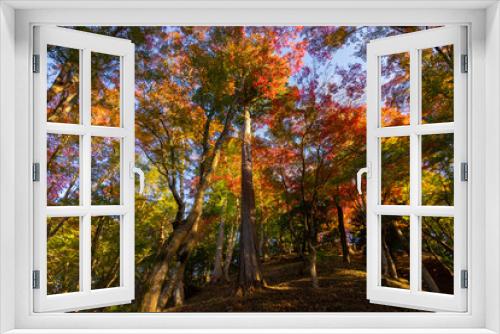 Fototapeta Naklejka Na Ścianę Okno 3D - Colourful forest of Korankei in Japan