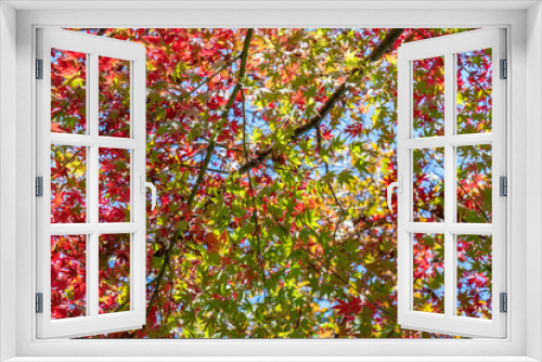 Fototapeta Naklejka Na Ścianę Okno 3D - The gradual red maple leaves in the park