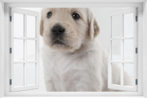 Fototapeta Naklejka Na Ścianę Okno 3D - puppy of golden retriever
