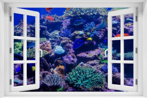 Fototapeta Naklejka Na Ścianę Okno 3D - サンゴ礁とカラフルな魚