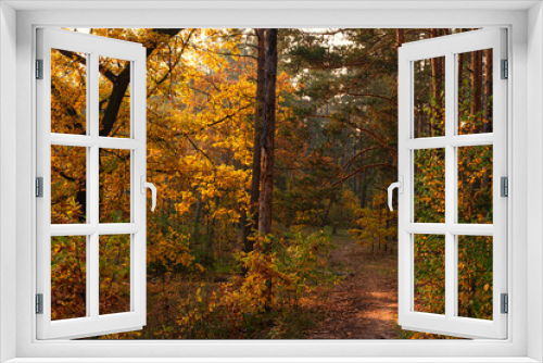 Fototapeta Naklejka Na Ścianę Okno 3D - The beginning of the day. Morning. The trees are painted in bright autumn colors. Beauty of nature. Hiking.