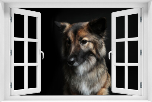 Fototapeta Naklejka Na Ścianę Okno 3D - Cute looking dog wolf spitz