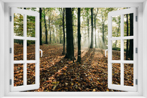 Fototapeta Naklejka Na Ścianę Okno 3D - View of the beautiful morning in the park in autumn
