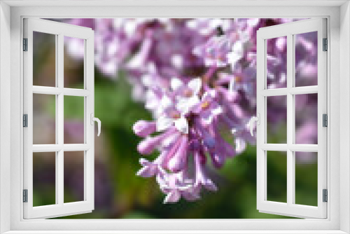 Fototapeta Naklejka Na Ścianę Okno 3D - Pink lilac