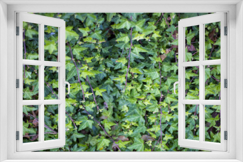 Fototapeta Naklejka Na Ścianę Okno 3D - 一面の緑の植物