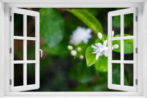 Fototapeta Naklejka Na Ścianę Okno 3D - close up  jasmine flowers in a garden