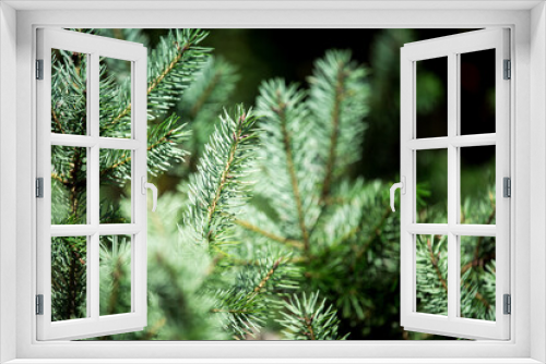 Fototapeta Naklejka Na Ścianę Okno 3D - Branches of fluffy spruce in the sunlight.  Green spruce. Spruce forest.
