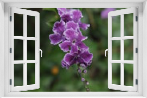 Fototapeta Naklejka Na Ścianę Okno 3D - Beauty of  The Violet Buddleia at the garden