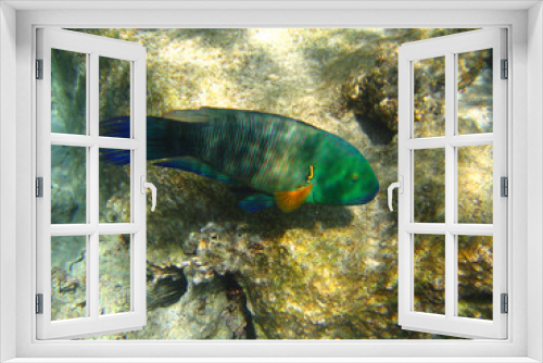 Fototapeta Naklejka Na Ścianę Okno 3D - Tropical fish.