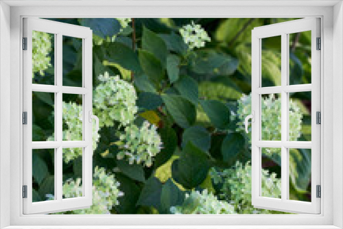 Fototapeta Naklejka Na Ścianę Okno 3D - Close up of The perfect shrub: Little Lime hydrangea paniculata smothered in blooms in late July.
