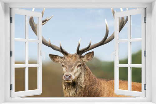 Fototapeta Naklejka Na Ścianę Okno 3D - Close-up of a red deer stag against blue sky